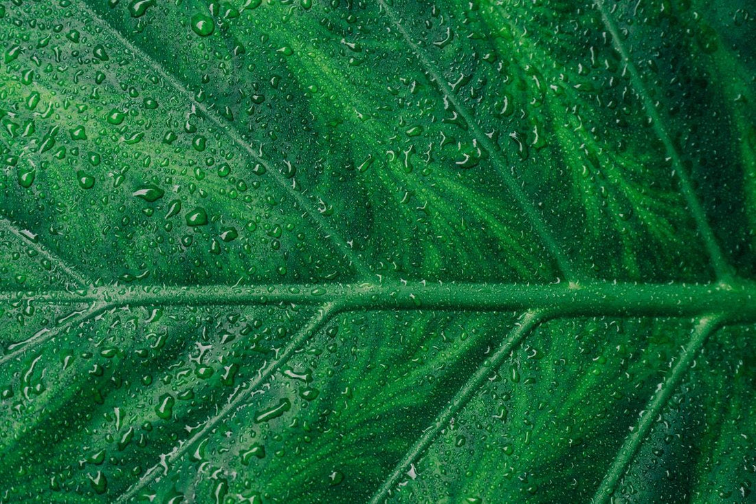 Black Friday? How About Green November!